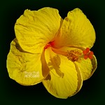 Yellow Hibiscus Flower