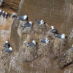 Gaviota Trid&aacute;ctila/Gaivota Trid&aacute;ctila/Kittiwake