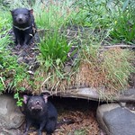 Tasmanian-Devils-Amanda-Kendle-1024x741 Tasmanian-Devils-Amanda-Kendle-1024x741