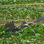 Great Blue Heron with catch of the day
