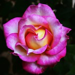 Beautiful rose