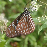 Milkweed Butterfly