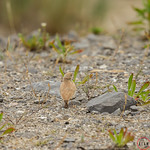 Bar-tailed Lark AM8Q5038.jpg