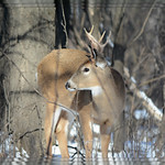 {Forest Buck Study - II.}