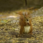 Hooray, I got a peanut !!