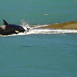 Orca catching a baby sea lion. Caleta Valdes. Valdes Peninsula. Chubut. Patagonia. Argentina.