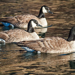 Cackling Geese (Branta hutchinsii): Pint-sized Honkers