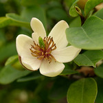 Banana Shrub