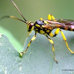 ICHNEUMON (wasp )