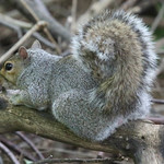 Gray Squirrel