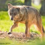 Iberian Wolf