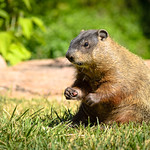 Groundhog