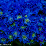Blue Hydrangeas