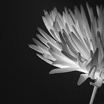 HMM! White chrysanthemum