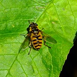 Batman Hoverfly (Myathropa florea) &copy;