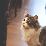 Les Caf&eacute; des Chats