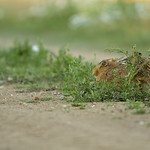 Brown Hare DSC_5569