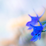 Blue Larkspur