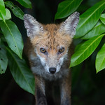 Bright Eyed Survivor