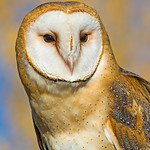 barn_owl_10