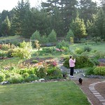 Morning in the back yard