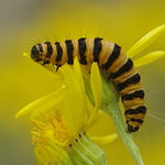 Cinnabar Caterpillar