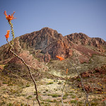 Ocotillo - Explore