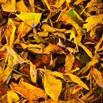 Dry Leafs