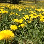 Dandelion Fields