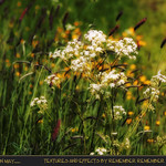 Warwickshire verge in May........