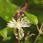 A honey bee seeking nectar on an Old man's beard.