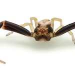 Flower Crab Spider (Misumena vatia) male