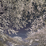 染井吉野　Cherry blossomes