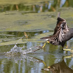 0S8A5539. Common Moorhen | Gallinula chloropus