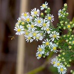 Small White Aster (Aster vimineus) with 1/4 inch wide blooms