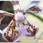 orchid