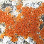 Lichens