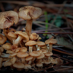 Hobbit House Mushrooms