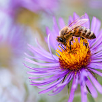 Honeybee in autumn