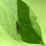 crane fly, square