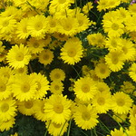 Anthemis "Beauty of Grallagh", jardins de Dunvegan castle, &icirc;le de Skye, Ross and Cromarty, Highland, Ecosse, Grande-Bretagne, Royaume-Uni.