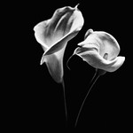 Still life. Spazio vuoto #4.