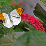 Pumpkin Spice Butterfly?