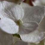 Hydrangea Blossoms