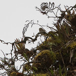 Buhito Andino / Andean Pygmy-Owl