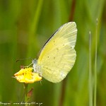 Broad-bordered Grass Yellow, Verlorenkloof, Dec 2012