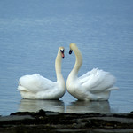 Swans
