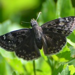 Horace's Duskywing butterfly - female #2