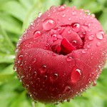 Lip Licking Bud Monster