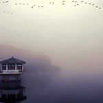 DMZ Bird Sanctuary - Cheorwon, South Korea